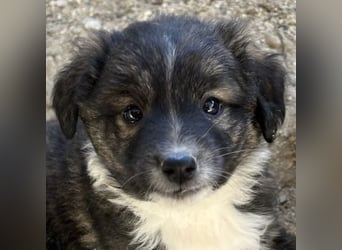 Faro, geb. ca.09/2025, lebt in GRIECHENLAND, auf einer privaten Pflegestelle