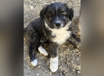 Faro, geb. ca.09/2025, lebt in GRIECHENLAND, auf einer privaten Pflegestelle