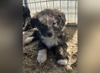 Faro, geb. ca.09/2025, lebt in GRIECHENLAND, auf einer privaten Pflegestelle