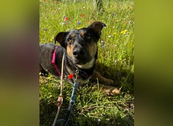 Gemütliche, verschmuste Hundedame, 2J., gepflegt, stubenrein, kastr.