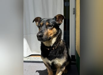 Gemütliche, verschmuste Hundedame, 2J., gepflegt, stubenrein, kastr.