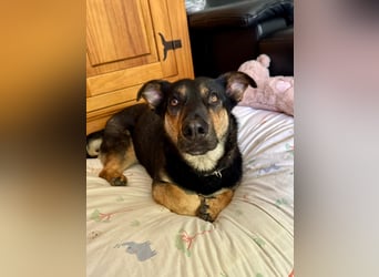 Gemütliche, verschmuste Hundedame, 2J., gepflegt, stubenrein, kastr.