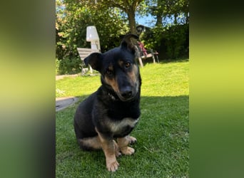 Gemütliche, verschmuste Hundedame, 2J., gepflegt, stubenrein, kastr.