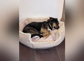 Gemütliche, verschmuste Hundedame, 2J., gepflegt, stubenrein, kastr.