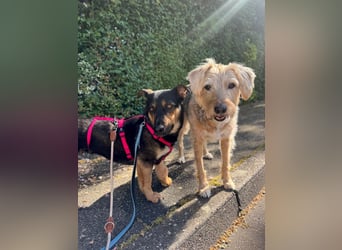 Gemütliche, verschmuste Hundedame, 2J., gepflegt, stubenrein, kastr.