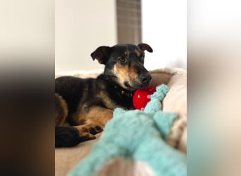 Gemütliche, verschmuste Hundedame, 2J., gepflegt, stubenrein, kastr.