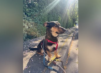 Gemütliche, verschmuste Hundedame, 2J., gepflegt, stubenrein, kastr.