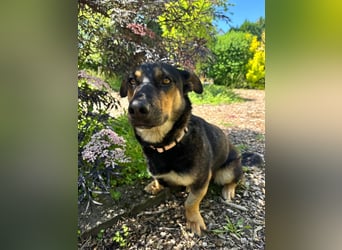 Gemütliche, verschmuste Hundedame, 2J., gepflegt, stubenrein, kastr.