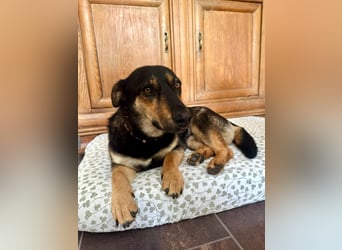 Gemütliche, verschmuste Hundedame, 2J., gepflegt, stubenrein, kastr.