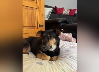 Gemütliche, verschmuste Hundedame, 2J., gepflegt, stubenrein, kastr.