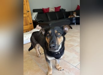 Gemütliche, verschmuste Hundedame, 2J., gepflegt, stubenrein, kastr.