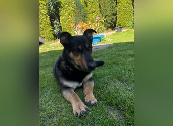 Gemütliche, verschmuste Hundedame, 2J., gepflegt, stubenrein, kastr.