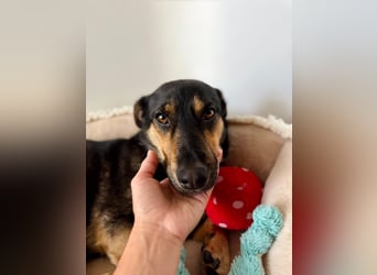 Gemütliche, verschmuste Hundedame, 2J., gepflegt, stubenrein, kastr.