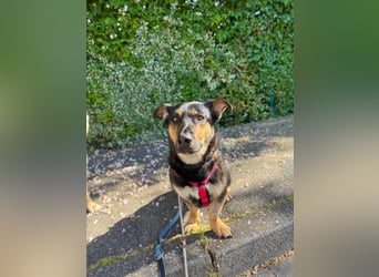Gemütliche, verschmuste Hundedame, 2J., gepflegt, stubenrein, kastr.