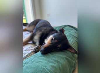 Gemütliche, verschmuste Hundedame, 2J., gepflegt, stubenrein, kastr.