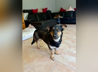 Gemütliche, verschmuste Hundedame, 2J., gepflegt, stubenrein, kastr.