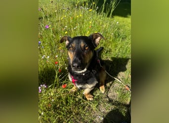 Gemütliche, verschmuste Hundedame, 2J., gepflegt, stubenrein, kastr.