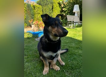 Gemütliche, verschmuste Hundedame, 2J., gepflegt, stubenrein, kastr.