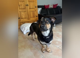Gemütliche, verschmuste Hundedame, 2J., gepflegt, stubenrein, kastr.