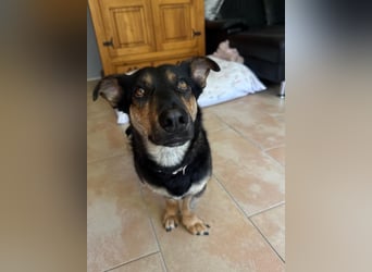 Gemütliche, verschmuste Hundedame, 2J., gepflegt, stubenrein, kastr.