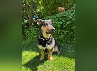 Gemütliche, verschmuste Hundedame, 2J., gepflegt, stubenrein, kastr.