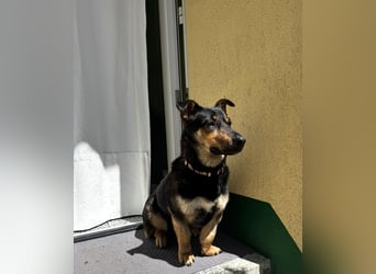 Gemütliche, verschmuste Hundedame, 2J., gepflegt, stubenrein, kastr.