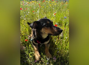 Gemütliche, verschmuste Hundedame, 2J., gepflegt, stubenrein, kastr.