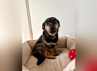 Gemütliche, verschmuste Hundedame, 2J., gepflegt, stubenrein, kastr.