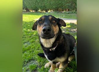 Gemütliche, verschmuste Hundedame, 2J., gepflegt, stubenrein, kastr.