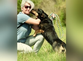 Gemütliche, verschmuste Hundedame, 2J., gepflegt, stubenrein, kastr.