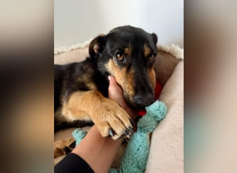 Gemütliche, verschmuste Hundedame, 2J., gepflegt, stubenrein, kastr.