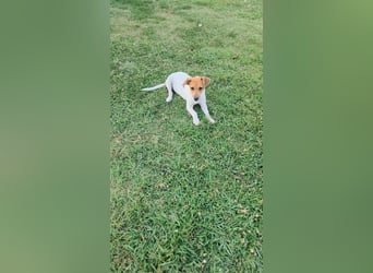 Muffin sucht sein Für-immer-Zuhause!