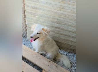 Sakis ist ein echter Traumhund