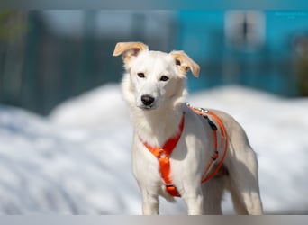 Sensible Snezhka sucht ihre Menschen