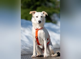 Sensible Snezhka sucht ihre Menschen