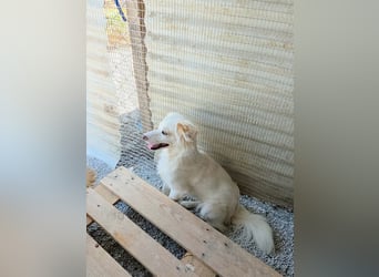 Sakis ist ein echter Traumhund