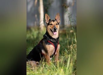 Verschmuste Ria sucht ruhiges Zuhause