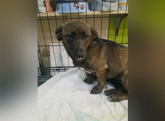 Maria sucht ein kuscheliges Körbchen