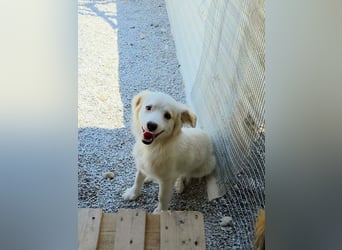 Sakis ist ein echter Traumhund