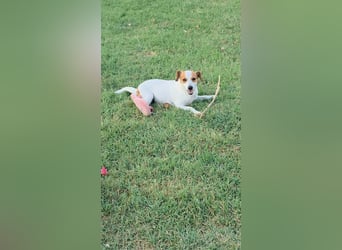 Muffin sucht sein Für-immer-Zuhause!
