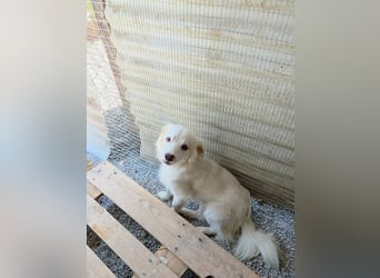 Sakis ist ein echter Traumhund