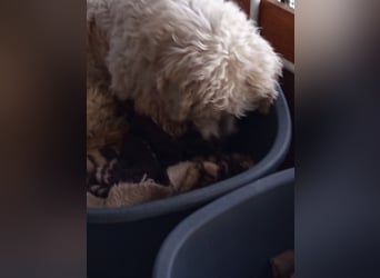 Casper sucht sein Glück