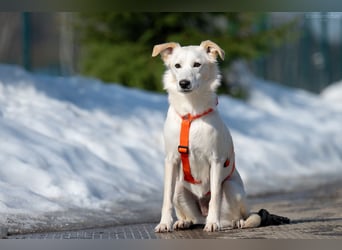 Sensible Snezhka sucht ihre Menschen