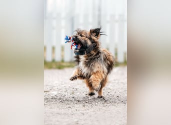 Sensibler Paul sucht seine Menschen