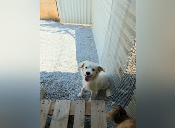 Sakis ist ein echter Traumhund