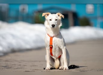 Sensible Snezhka sucht ihre Menschen