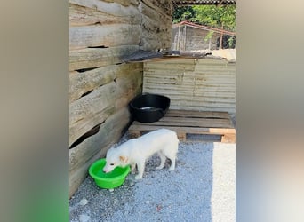 Sakis ist ein echter Traumhund