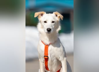 Sensible Snezhka sucht ihre Menschen