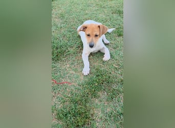 Muffin sucht sein Für-immer-Zuhause!