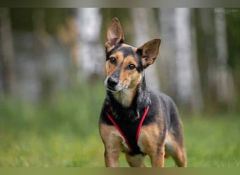 Verschmuste Ria sucht ruhiges Zuhause